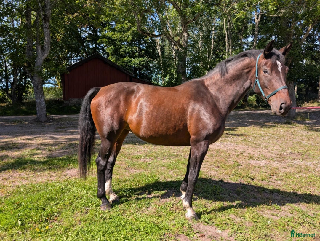 Allround hästar till salu: Vacker unghäst med lovande framtid  i Lyrestad - Annons 3