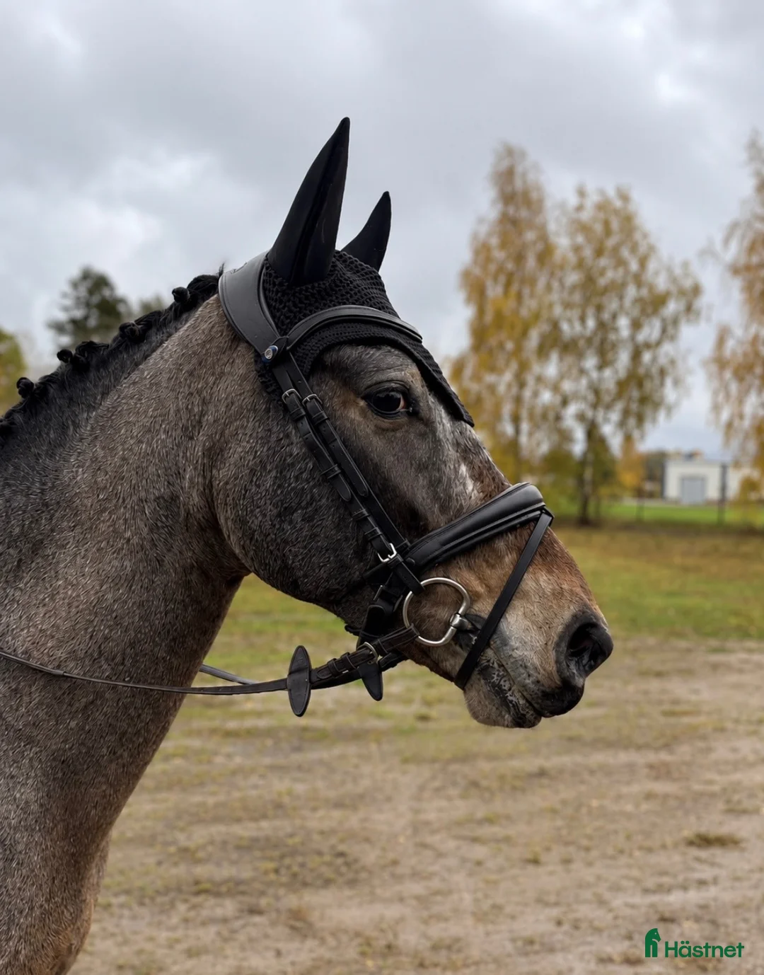 Allround hästar till salu: Charmig 5-årig D-ponny med stor potential. 🤎 - Annons 1