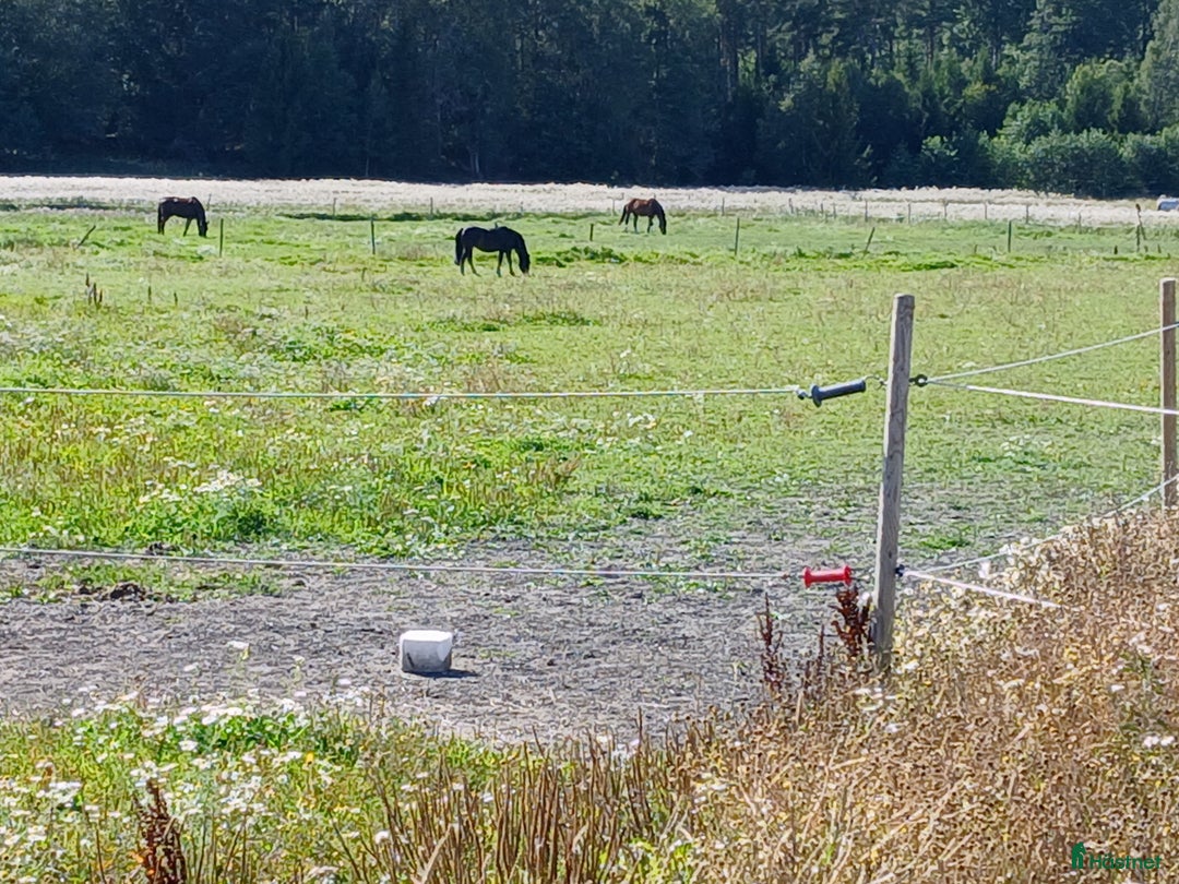  stallplats finnes: Boxar och lösdrift i Enköping - Annons 3