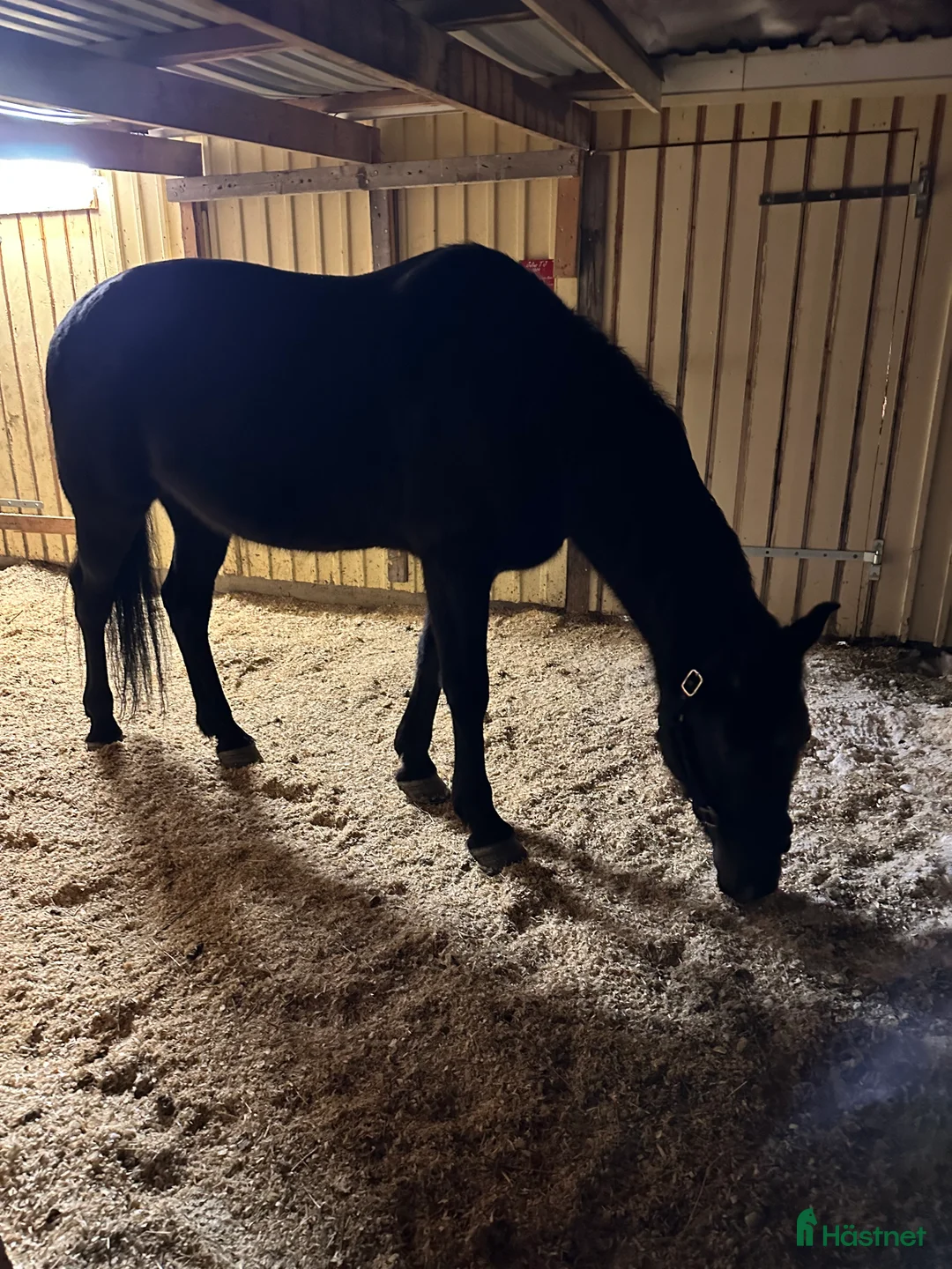  medryttarhäst finnes: Medryttare sökes  i Järpen - Annons 2