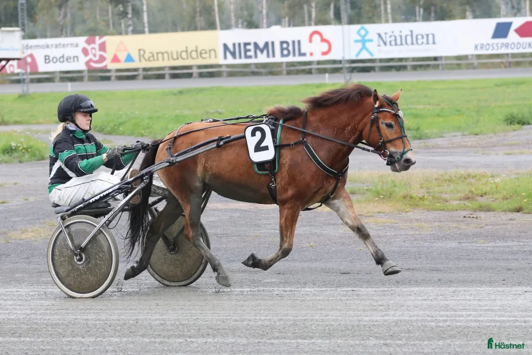 Trav hästar till salu: Mysig ponnytravare - Annons 9