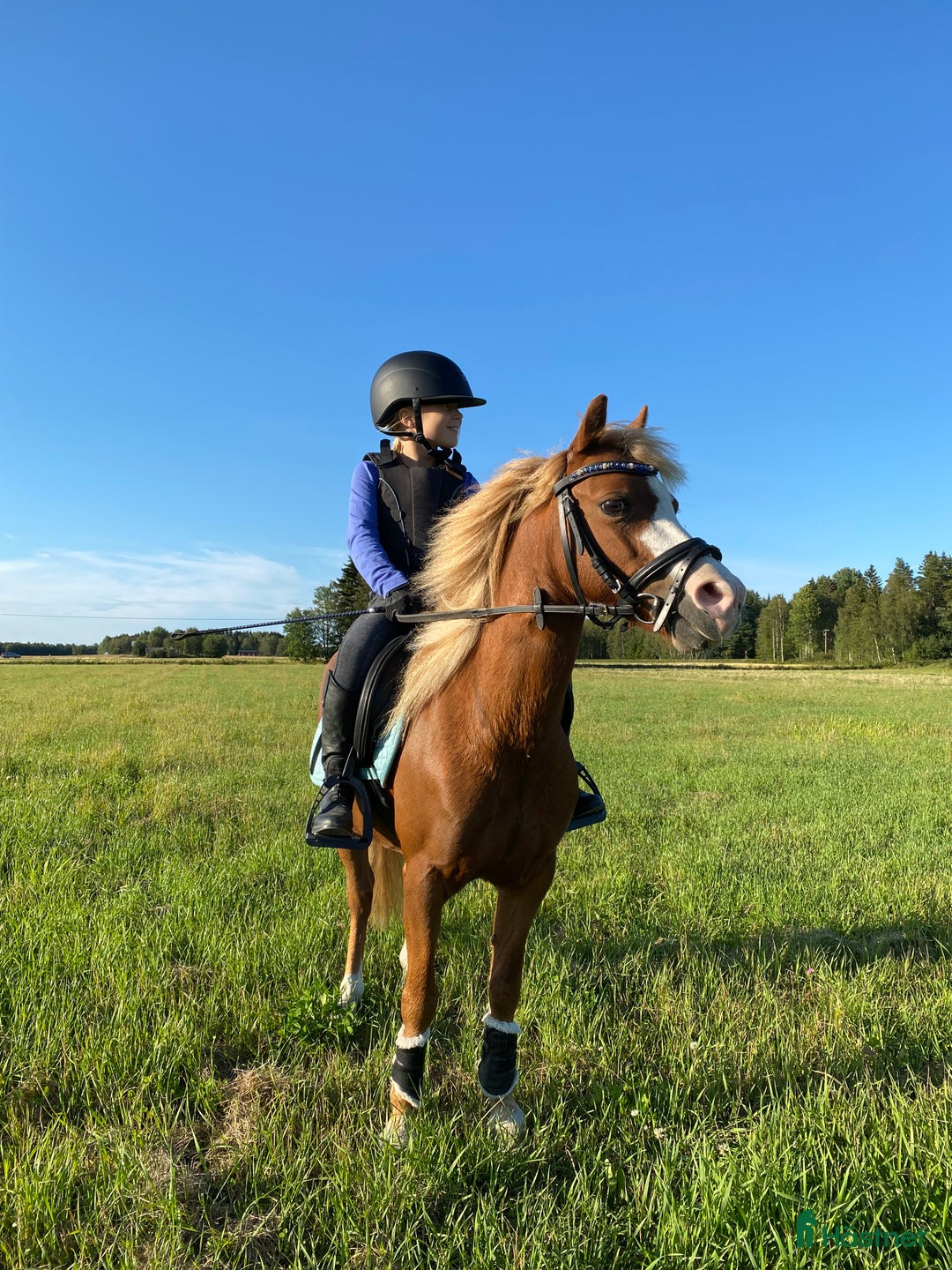 Allround hästar till salu: Vår lilla sagoponny söker sitt nya drömhem i Umeå - Annons 1