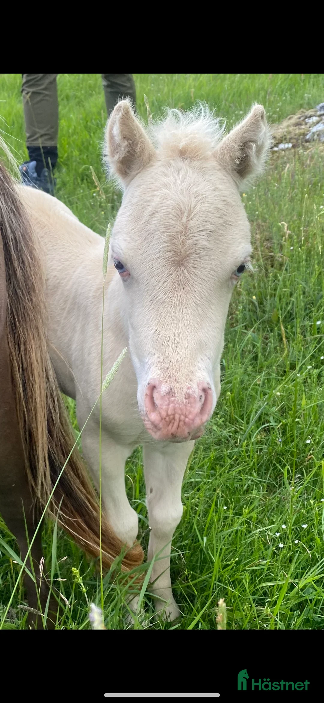 Övrigt hästar till salu: Två magiska AMHA 🦄 i Björklinge - Annons 4