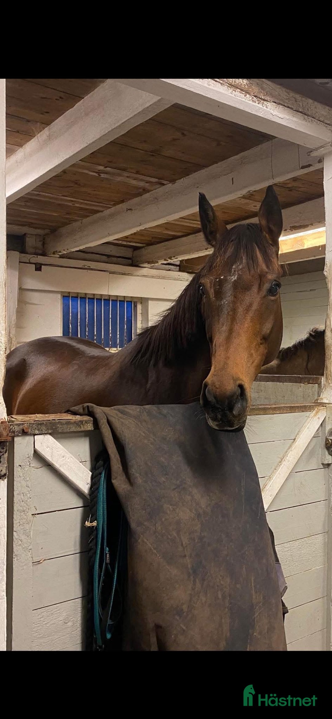 Allround hästar till salu: Härligt SWB sto  i Ballingslöv - Annons 4