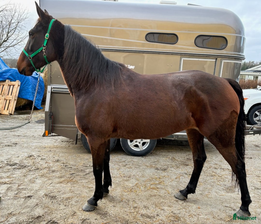 Allround hästar till salu: Super snällt sto  i Vänersborg - Annons 1