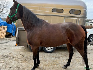 hästar Super snällt sto i Vänersborg - Annons 1