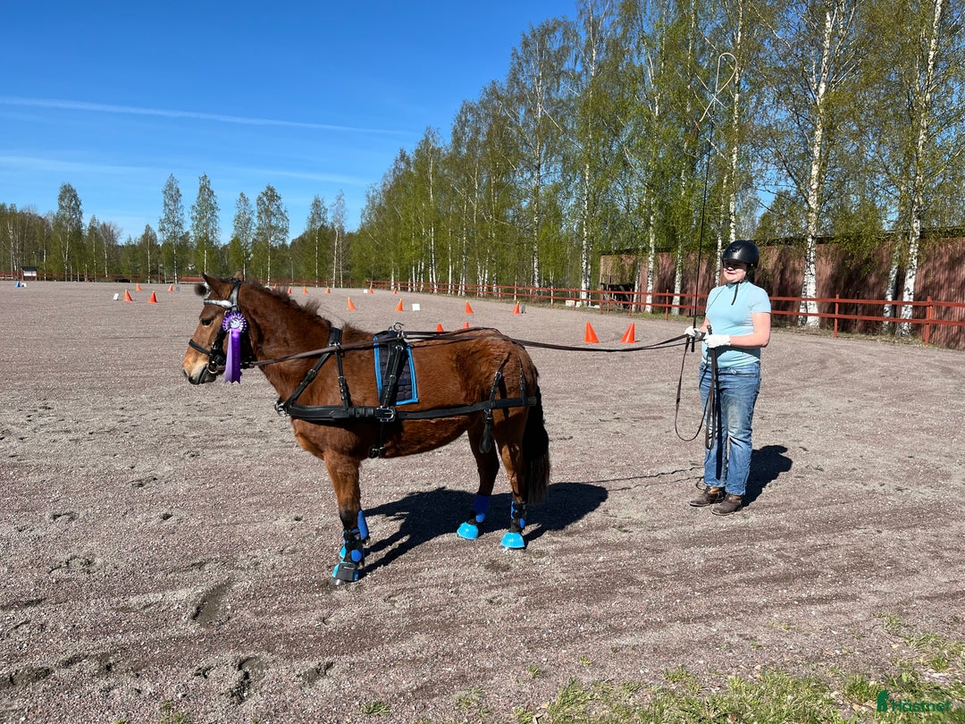 Körselar körning till salu: Parselar ponny Ideal i Västra Ämtervik - Annons 19