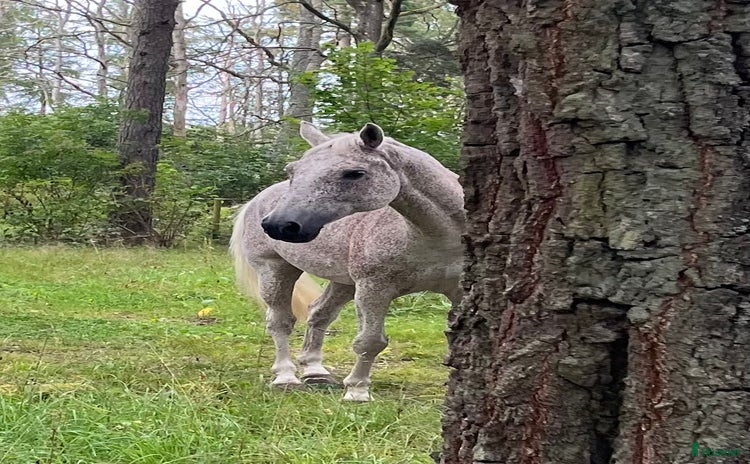  hästar Lyxig bästa vän för allround  i Broby - Annons 15