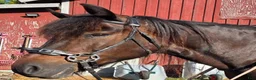  medryttarhäst finnes: Prinsessa 👸 - Annons 2