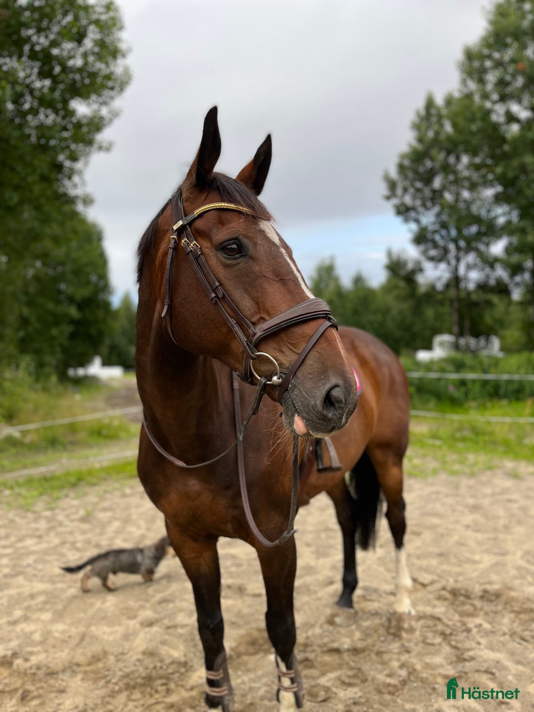 Hoppning hästar till salu: Trevlig valack e. Kashmir van Schuttershof i Vännäs - Annons 3