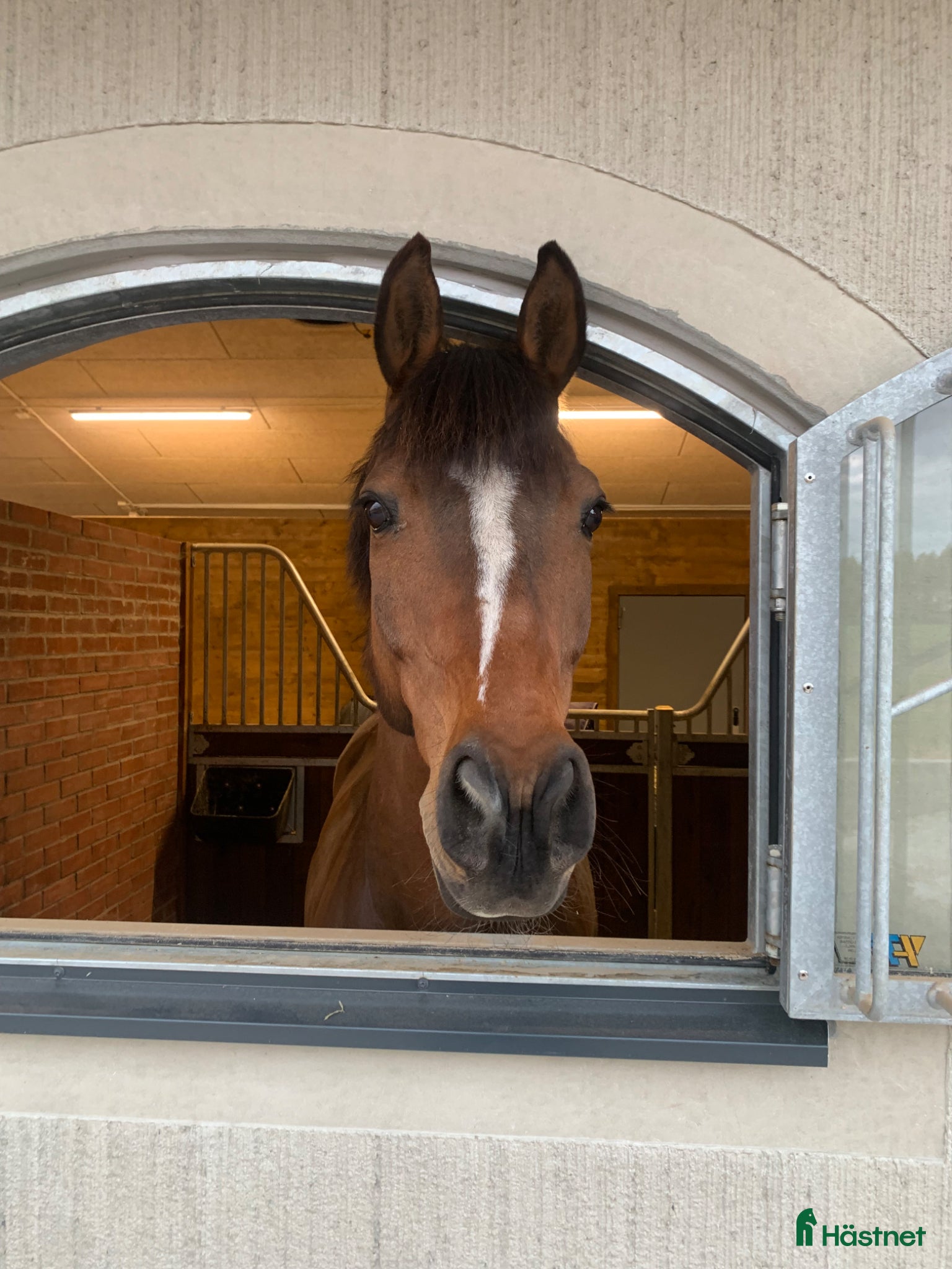  hästar Lyxig allroundhäst - Annons 2