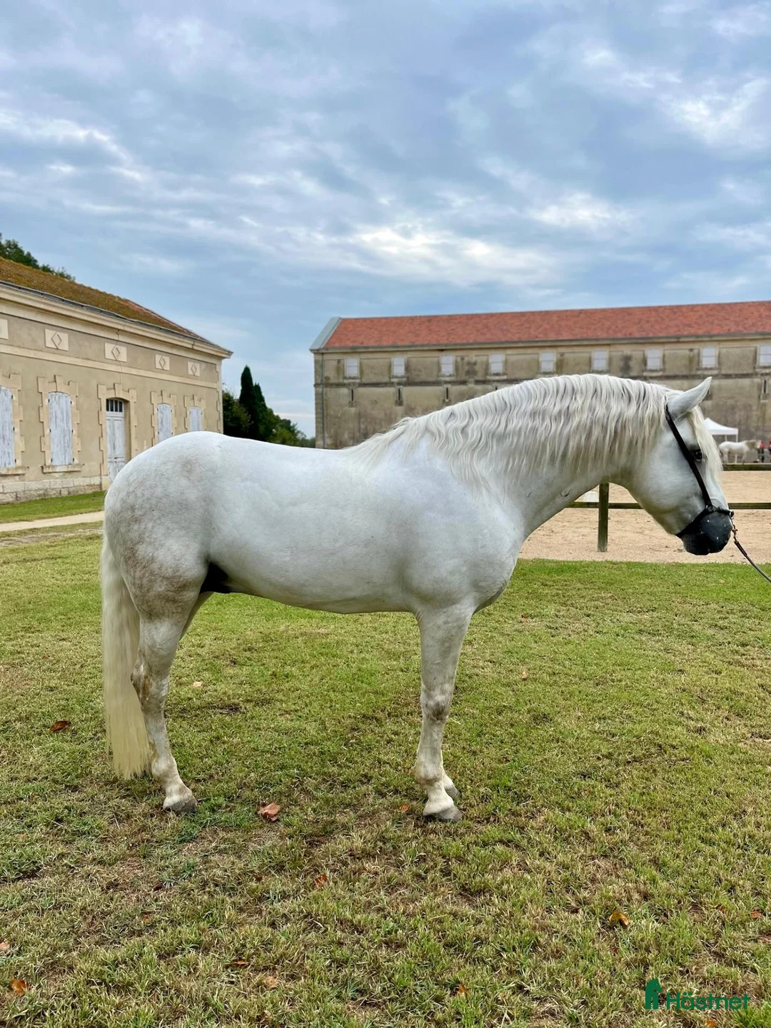 Dressyr hästar till salu: Schoolmaster Camargue i Stockholm - Annons 2