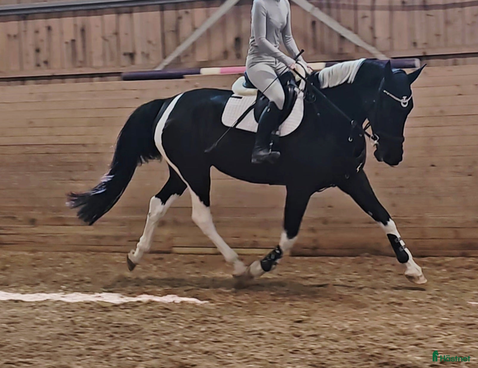  hästar Vackert Sto i Vimmerby - Annons 8