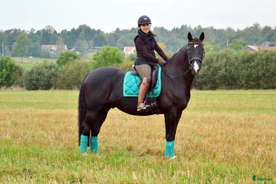 Allround hästar till salu: Monark söker ny Kompis - Annons 5