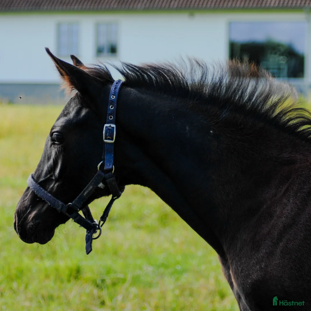 Hoppning hästar till salu: Svart hingst e. Diero Lux N - Annons 1