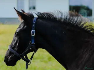 hästar Svart hingst e. Diero Lux N - Annons 12