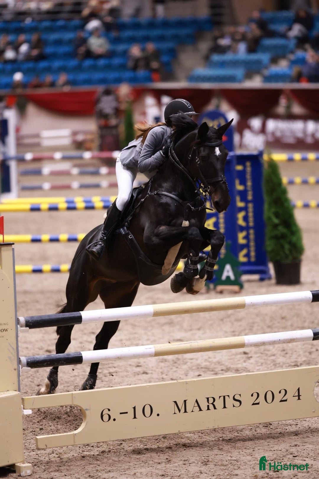 Hoppning hästar till salu: Sødeste og smukkeste hoppe! - Annons 2