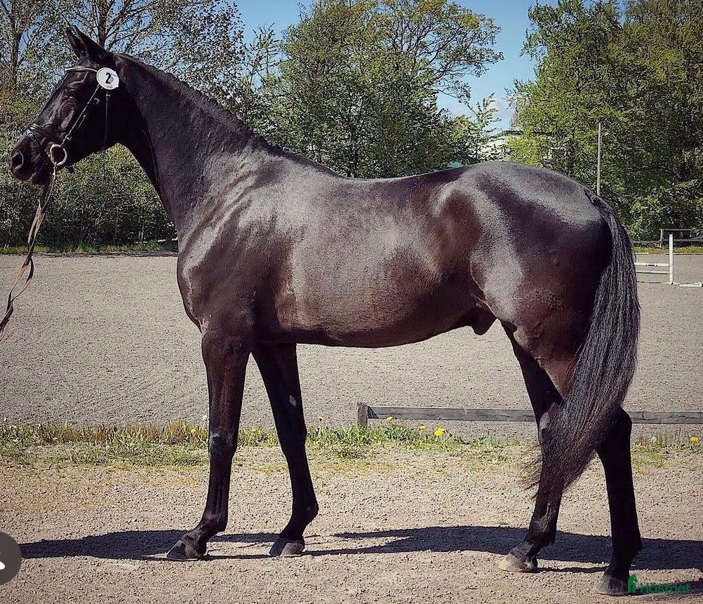  hästar Val f.2016 e.Ampere - De Niro - Annons 1