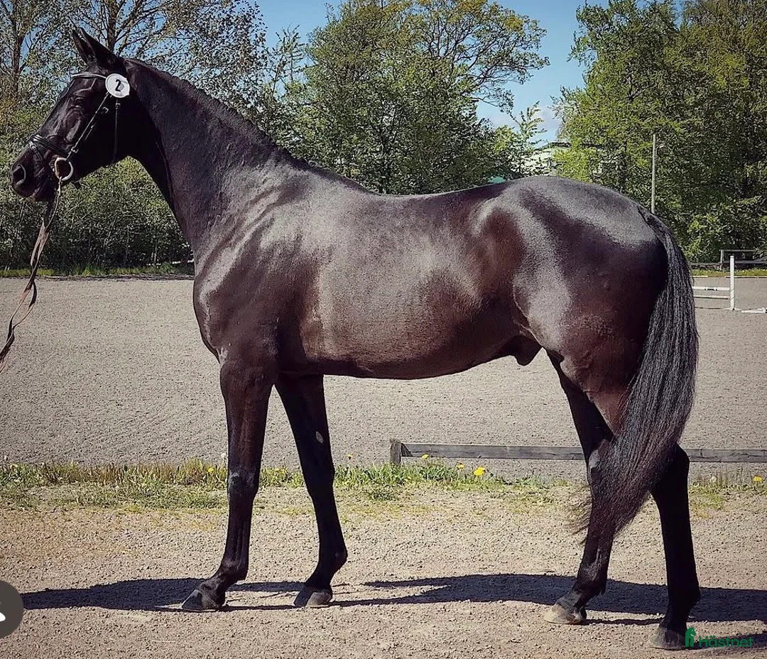 Dressyr hästar till salu: Val f.2016 e.Ampere - De Niro - Annons 1