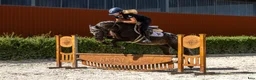Hoppning hästar till salu: Amazing C-pony  - Annons 3