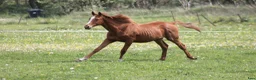 Avelshästar hästar till salu: 1 års fuldblods hingst  - Annons 8