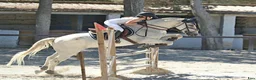 Allround hästar till salu: PRE Cruzado med stort hjärta sökersitt perfektahem i Mijas - Annons 10