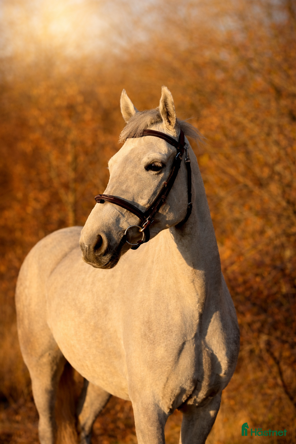  hästar Bästa kompis, Ungponny SM 2026 i Fjärås - Annons 6