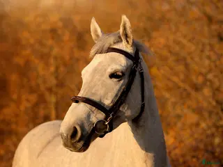 hästar Bästa kompis, Ungponny SM 2026 i Fjärås - Annons 6