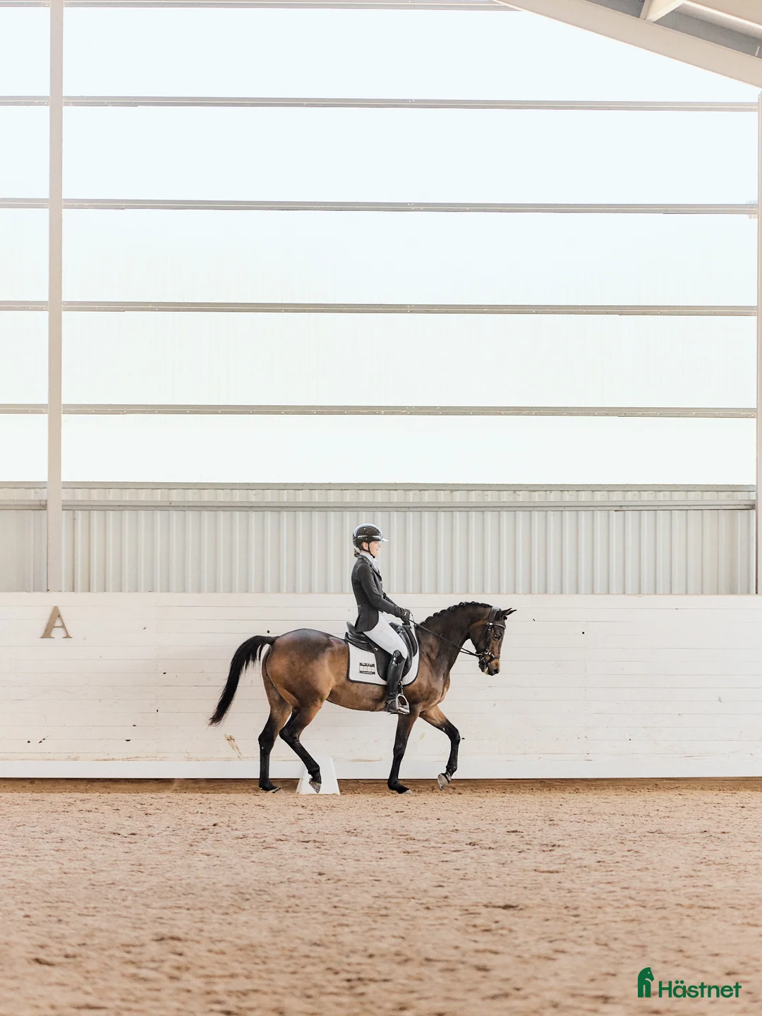 Dressyr hästar till salu: Elegant FEI ponny i Aneby - Annons 2