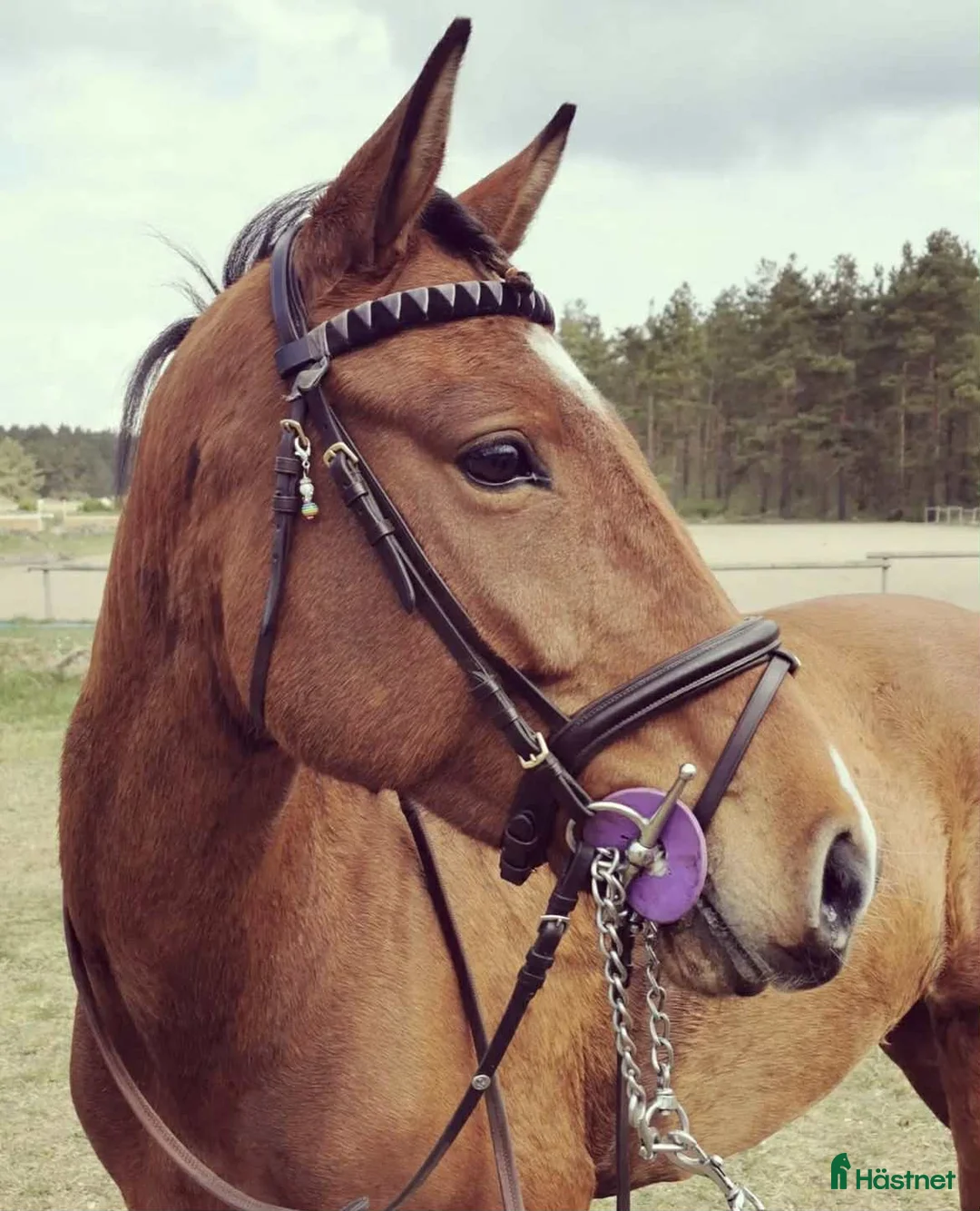 Allround hästar till salu: Personlig d-ponny i Vinslöv - Annons 1