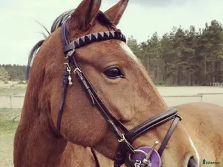 hästar Personlig d-ponny i Vinslöv - Annons 5