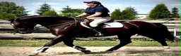 Allround hästar till salu: 6 yo Silesian Gelding–Family & Recreational Horse - Annons 5