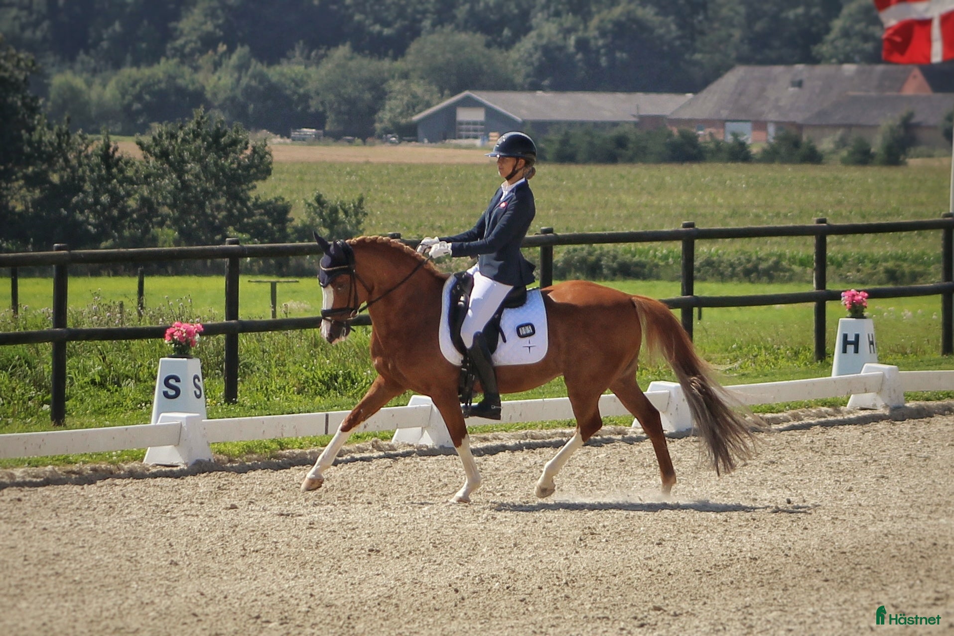  hästar Super schoolmaster  - Annons 4