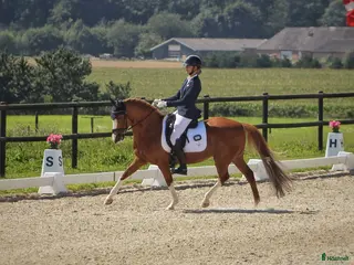 hästar Super schoolmaster - Annons 4