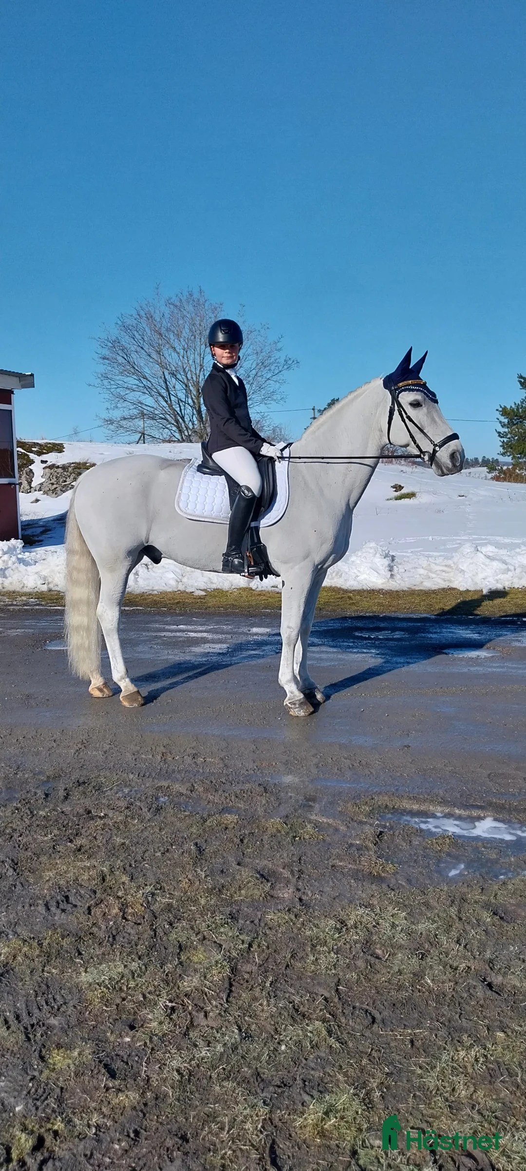 Dressyr hästar till salu: Skogsmulle - Annons 2