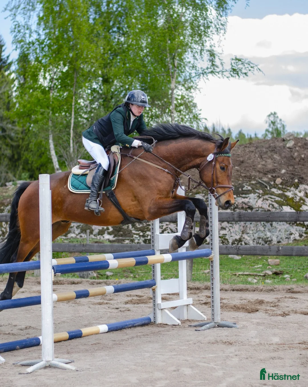 Hoppning hästar till salu: Trevlig 5-åring för framtiden - Annons 3