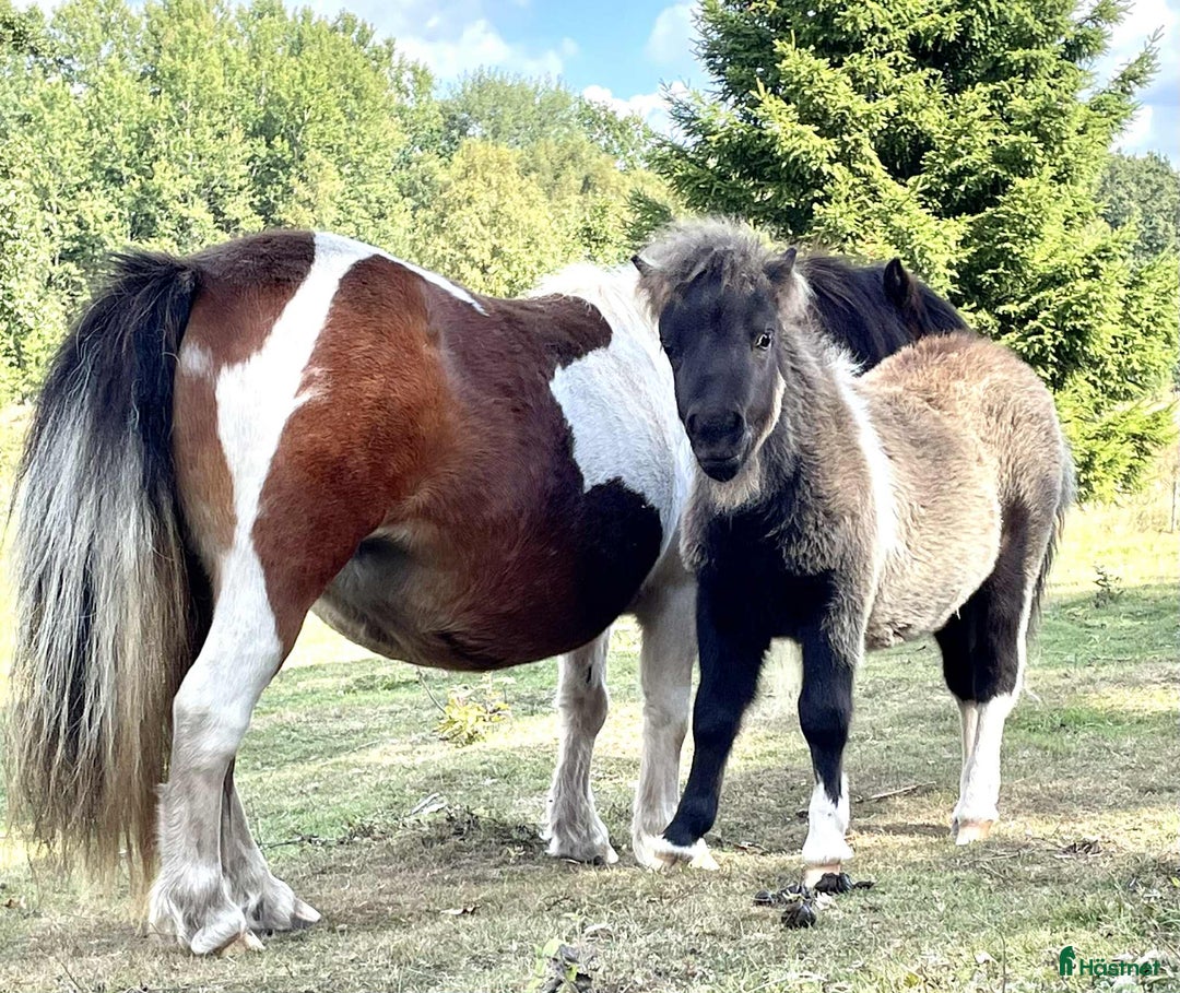 Allround hästar till salu: Bedårande minishetland i Hörby - Annons 3