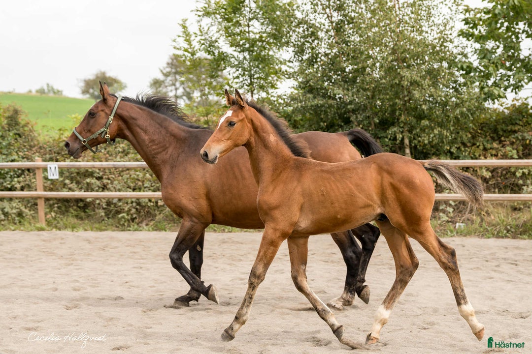 Hoppning hästar till salu: Blixtklar hopptalang kan bli din! i Klågerup - Annons 2