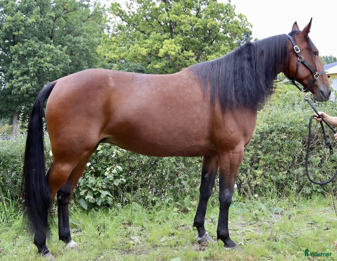 Trav hästar till salu: Fölsto 12 år i Åmål - Annons 2