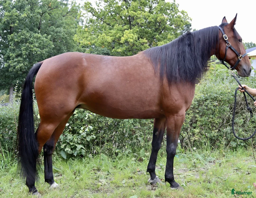 Trav hästar till salu: Fölsto 13 år - Annons 2