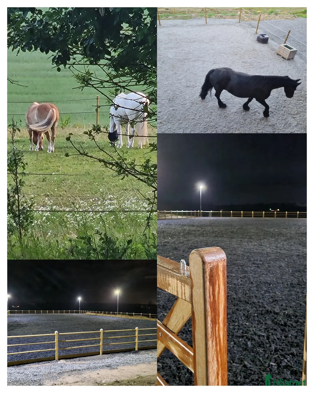  stallplats finnes: Stall plats med full service i Lindesberg - Annons 8