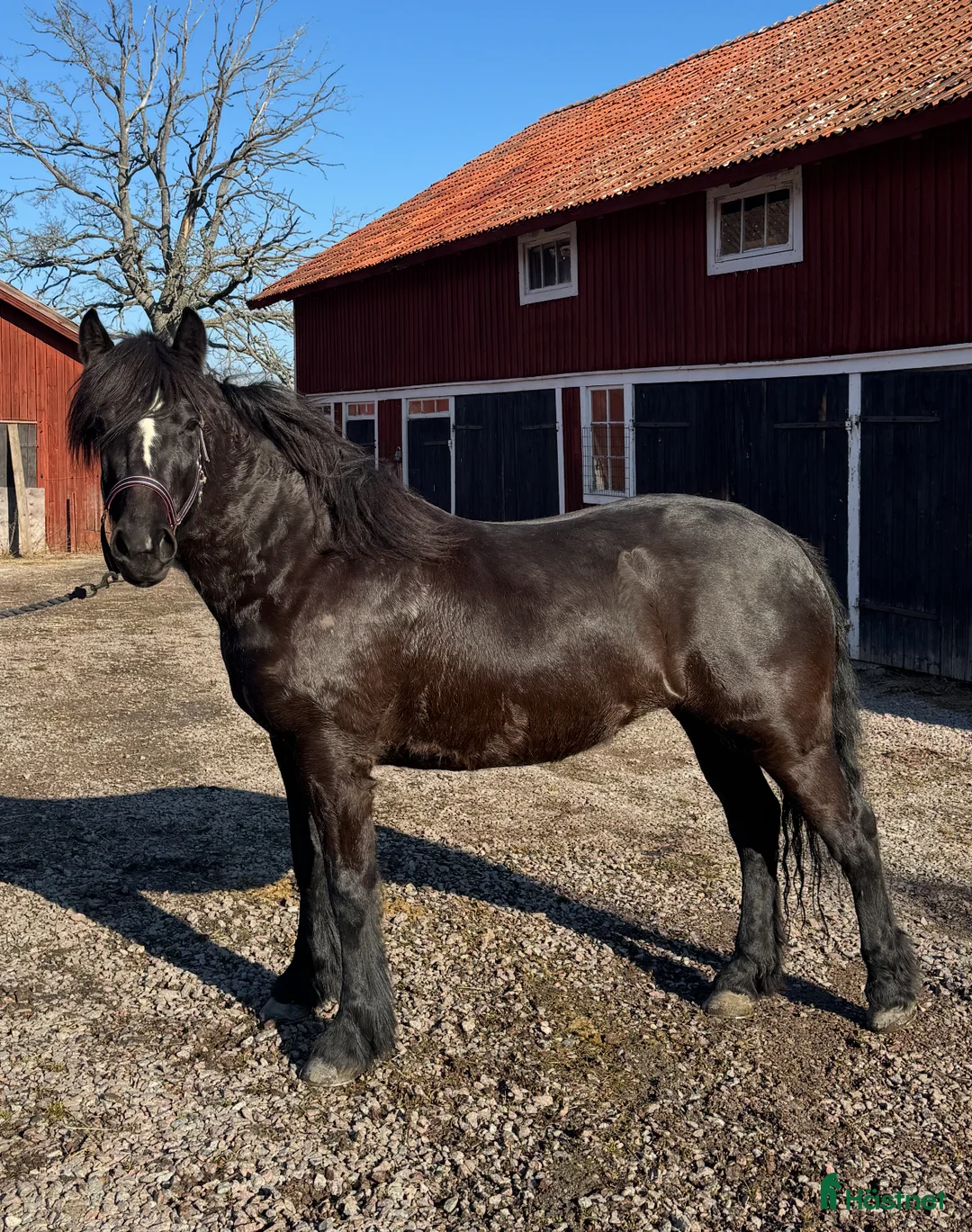 Allround hästar till salu: Kallblodssto - Annons 1