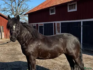 hästar Kallblodssto - Annons 17