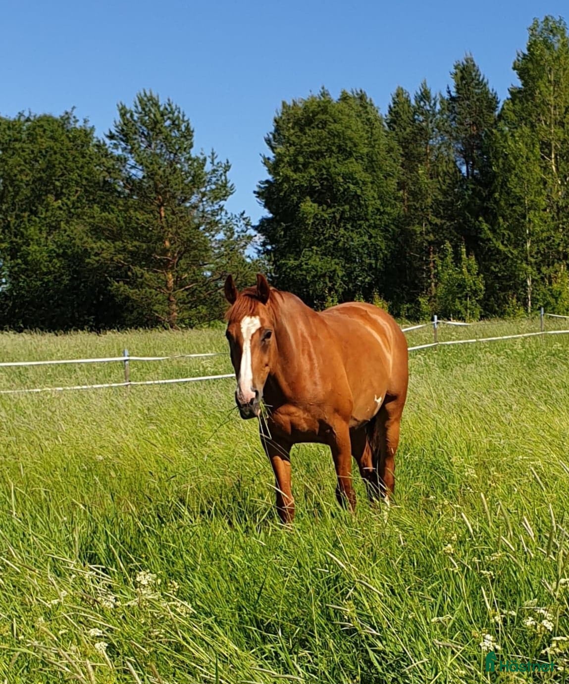  hästar Lätthanterad halvblodsvalack i Luleå - Annons 9