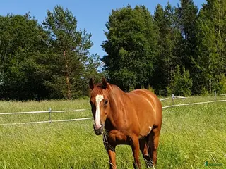 hästar Lätthanterad halvblodsvalack i Luleå - Annons 9
