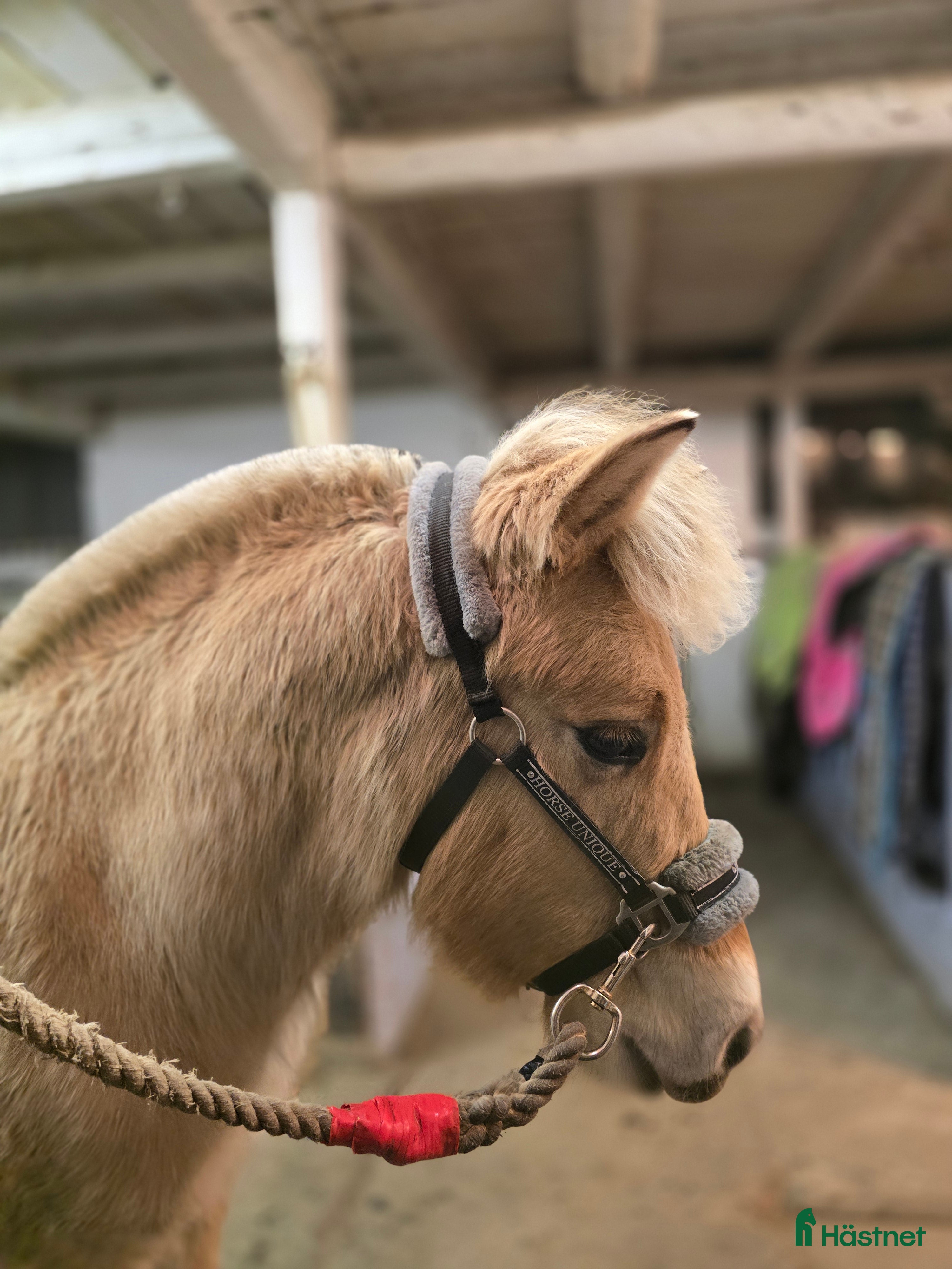  hästar Charmig fjordhäst - Annons 22