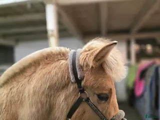 hästar Charmig fjordhäst - Annons 22