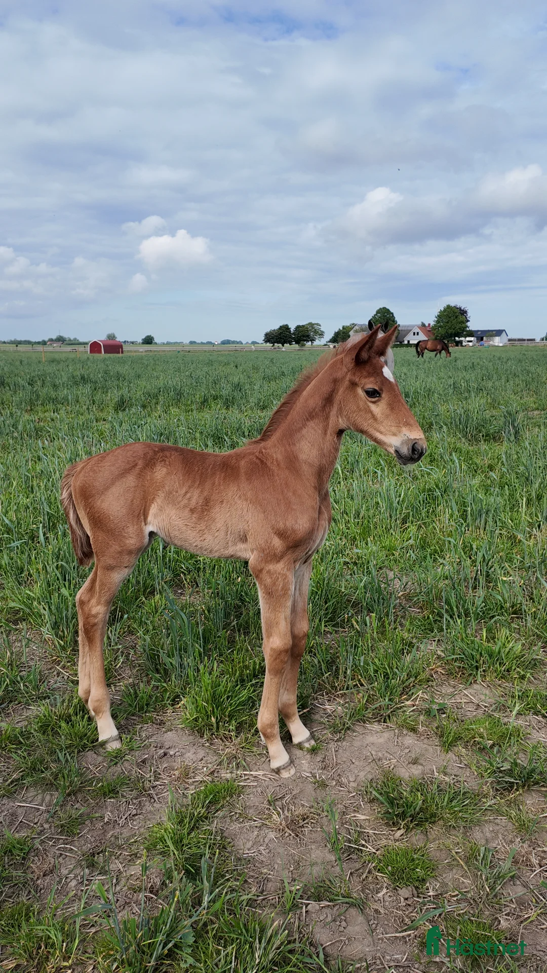 Hoppning hästar till salu: Hingstföl e:Chac Boy Monte Bellini-Quidam d Revel  - Annons 4