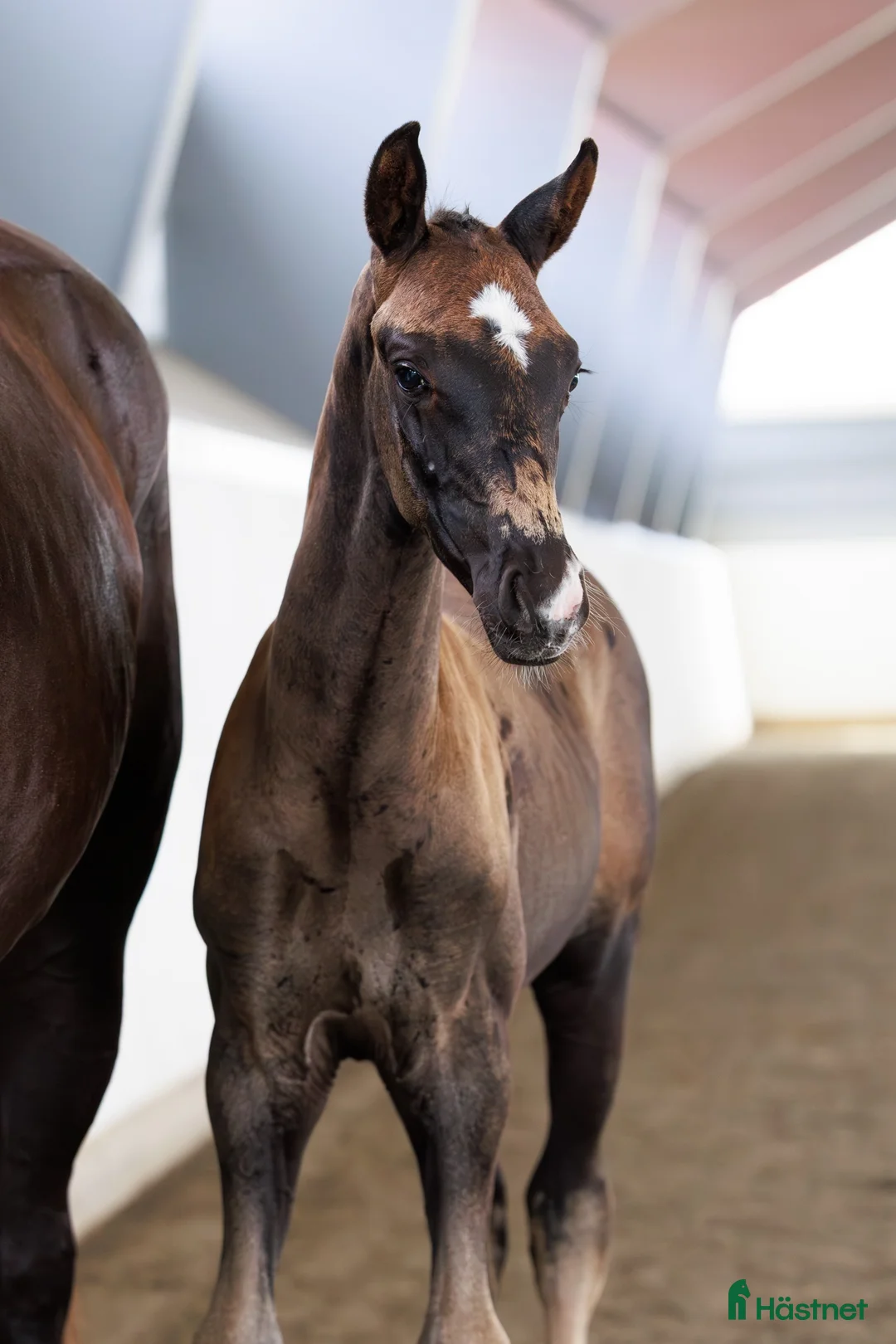 Dressyr hästar till salu: Magiskt vacker kille e: Hometown - Annons 3