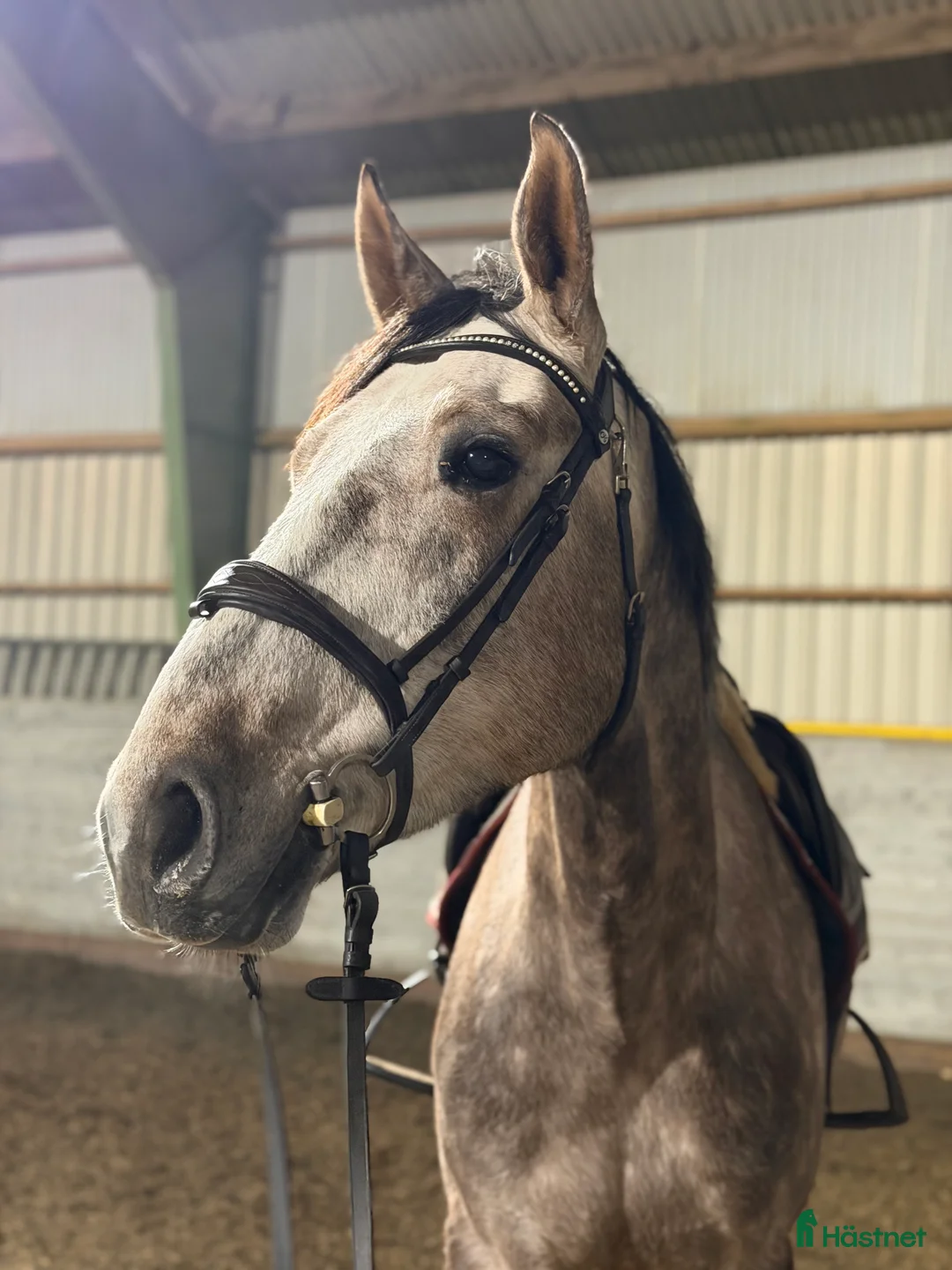 Allround hästar till salu: Trevlig valack i Hindås - Annons 2